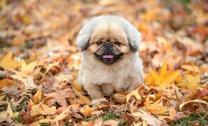 在宅ワークの人気ランキングでおすすめの仕事は？