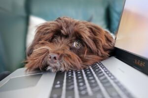 在宅転職に取り組むための成功の秘訣は？